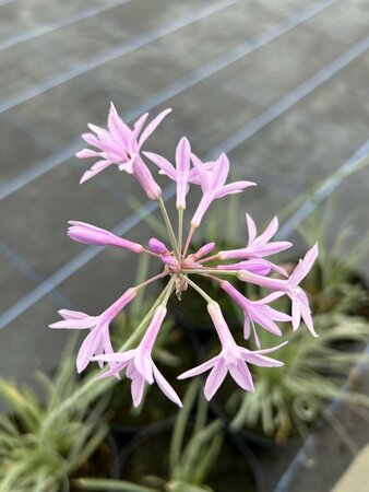 Tulbaghia violacea 'Silver Lace' 2L - image 3