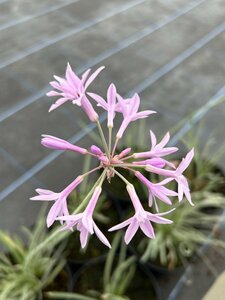 Tulbaghia violacea 'Silver Lace' 2L - image 3