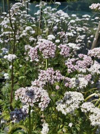 Valeriana officinalis 4L