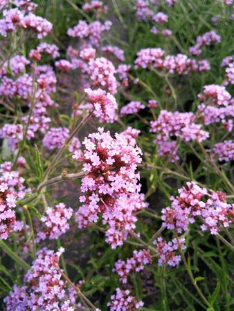 Verbena bon. 'Lollipop' 2L - image 1