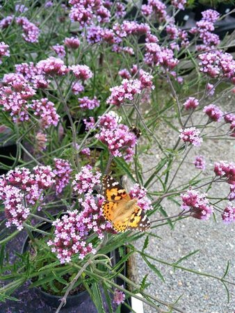 Verbena bon. 'Lollipop' 2L - image 2