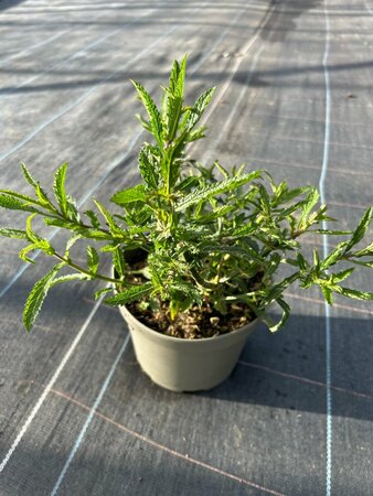 Verbena bon. 'Lollipop' 2L - image 3
