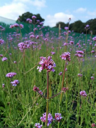 Verbena bonariensis 2L - image 1