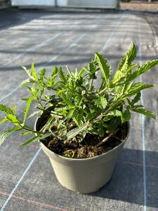 Verbena bonariensis 2L - image 3
