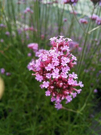 Verbena bonariensis 2L - image 2