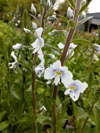 Veronica gentianoides 2L - image 1