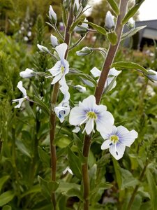 Veronica gentianoides 2L - image 1