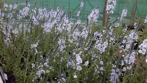 Veronica gentianoides 2L - image 2