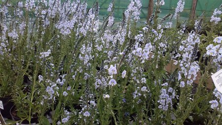 Veronica gentianoides 2L - image 3