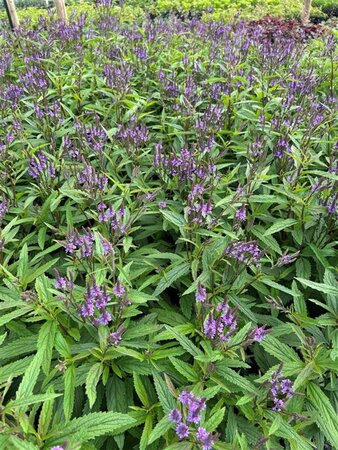 Verbena hastata 'Blue Spires' 2L - image 1
