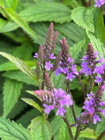 Verbena hastata 'Blue Spires' 2L - image 2