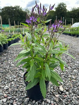 Verbena hastata 'Blue Spires' 2L - image 3
