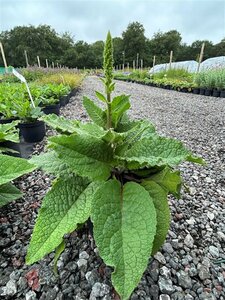 Verbascum nigrum album 3L
