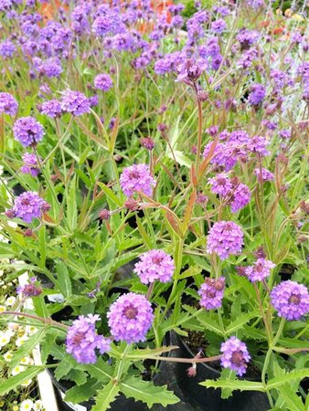 Verbena rigida 2L - image 2