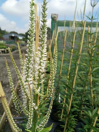 Veronicastrum virg. 'Album' 2L