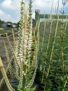 Veronicastrum virg. 'Album' 2L