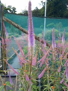 Veronicastrum virg. 'Fascination' 2L