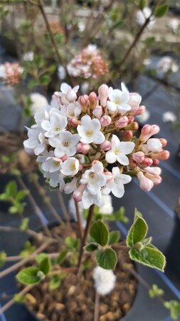 Viburnum burkw. 'Anne Russell' 50-60 5L