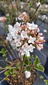 Viburnum burkw. 'Anne Russell' 50-60 5L