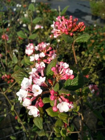 Viburnum carlesii 'Aurora' 125-150 25L