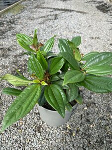 Viburnum davidii 5L - image 3