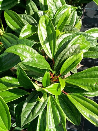 Viburnum davidii 5L - image 2
