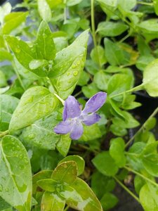 Vinca major 2L