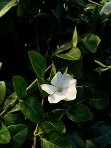 Vinca minor 'Alba' 2L