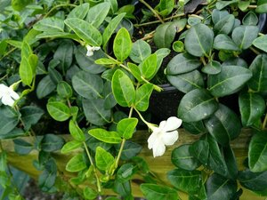 Vinca minor 'Alba' 2L - image 2