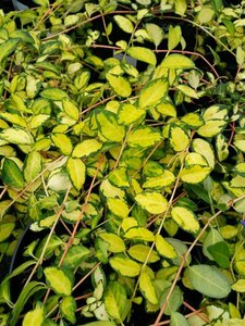 Vinca minor Illumination 2L