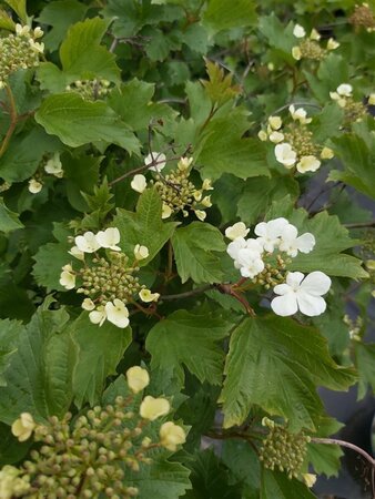 Viburnum opulus 90-100 25L