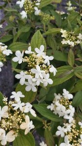 Viburnum plic. 'Summer Snowflake' 140-160 130L - image 2