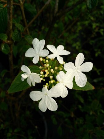 Viburnum plic. 'Summer Snowflake' 3L - image 1