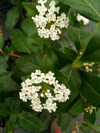 Viburnum tinus 'Eve Price' 90cm Stem 60cm Wide 80L - image 1