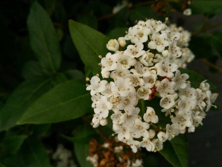 Viburnum tinus 'Eve Price' 90cm Stem 60cm Wide 80L - image 2
