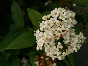 Viburnum tinus 'Eve Price' 90cm Stem 60cm Wide 80L - image 2