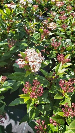 Viburnum tinus Spirit* 10L