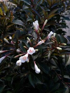 Weigela Black and White 3L - image 2