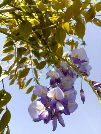 Wisteria sinensis 'Prolific' 275-300 35L