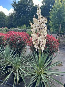 Yucca rigida Blue Sentry 25L