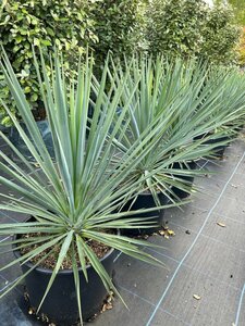 Yucca rigida Blue Sentry 25L - image 2
