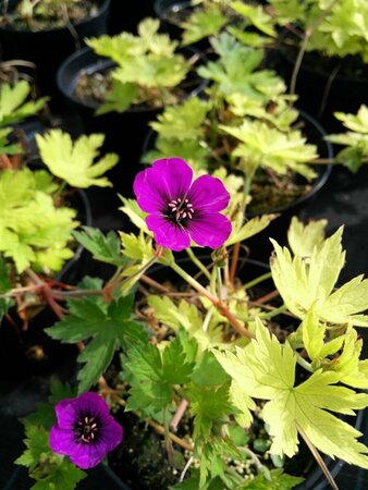 Geranium 'Anne Thomson' 2L
