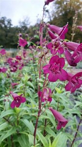 Penstemon Pensham 'Plum Jerkum' 3L
