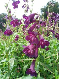 Penstemon 'Raven' 3L