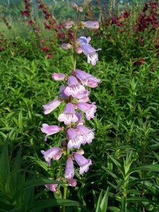 Penstemon Sour Grapes 3L