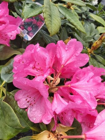 Rhododendron 'Anna Rose Whitney' 10L