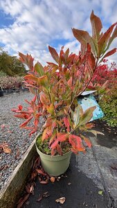 Rhododendron (AK) 'Persil' 60-70 10L