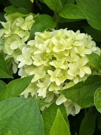 Hydrangea pan. 'Little Fresco' 3L - image 1