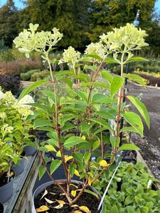 Hydrangea pan. Skyfall 3L