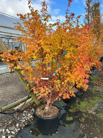 Acer pal. 'Sangokaku' 350/400cm Multi Stem 500L